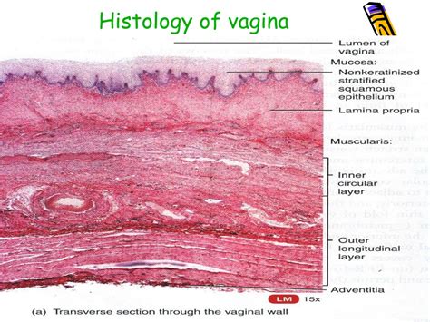 vagina real|Vagina: Location, anatomy, parts, histology and function .